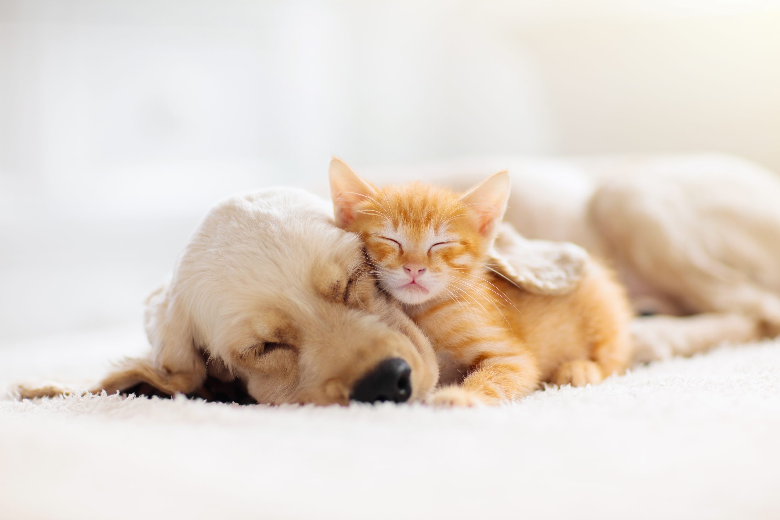 Weekly Roundup: Top Pet Essentials Discounts for Your Furry Friends
